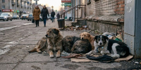 В Татарстане утвердили порядок действий при ЧС с бездомными животными - Газета Тетюшские зори
